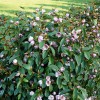 Magnolia 'Fairy Blush' (Magnolia 'Fairy Blush')