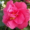 Camellia japonica 'Guilio Nuccio' (Camellia 'Guilio Nuccio')