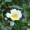 Camellia sasanqua (Sasanqua camellia)