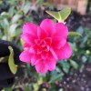Camellia sasanqua (Sasanqua camellia)