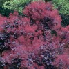 Cotinus coggygria 'Royal Purple' (Smoke bush 'Royal Purple')