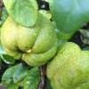 Chaenomeles speciosa 'Kinshiden' (Japanese quince 'Kinshiden')