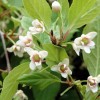 Schisandra chinensis (Magnolia vine)