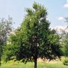 Betula lenta  (Sweet birch)