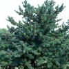 Pinus parviflora (Glauca Group) 'Glauca'  (Japanese white pine 'Glauca' )
