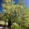 Prunus mahaleb (St Lucie cherry)