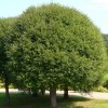 Prunus fruticosa 'Globosa'