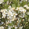 Prunus fruticosa 'Globosa' (European dwarf cherry 'Globosa')
