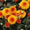 Chrysanthemum 'Wendy' (Chrysanthemum 'Wendy')
