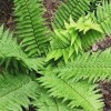 Dryopteris filix-mas 'Rich Beauty' (Male fern 'Rich Beauty')