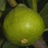 Ficus carica 'Jannot'