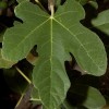 Ficus carica 'Jannot' (Fig 'Jannot')