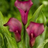 Zantedeschia 'Allure' (Arum lily 'Allure')