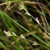 Carex remota (Remote sedge)