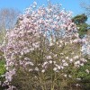 Magnolia stellata 'Jane Platt' (Star magnolia 'Jane Platt')