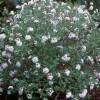 Viburnum carlesii (Arrowwood)