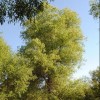 Salix amygdaloides (Peach-leaved willow)