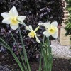 Narcissus 'Roberta Watrous'