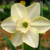 Narcissus 'Roberta Watrous' (Daffodil 'Roberta Watrous')