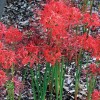 Lycoris radiata (Red spider lily)