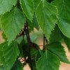 Betula pendula 'Tristis' (Silver birch 'Tristis')