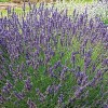 Lavandula x intermedia 'Phenomenal' (Lavender 'Phenomenal')