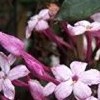 Jasminum polyanthum dark red-leaved (Many-flowered jasmine dark red-leaved)