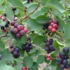 Amelanchier alnifolia 'Forestburg' (Alder-leaved serviceberry 'Forestburg')