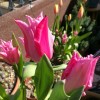 Tulipa 'Virichic' (Tulip 'Virichic')