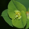 Euphorbia stricta (Upright spruge)