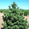 Pinus thunbergii 'Thunderhead'  (Japanese pine 'Thunderhead' )