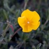 Halimium lasianthum subsp. alyssoides 'Farrall' (Unblotched woolly rock rose 'Farrall')
