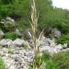 Arrhenatherum elatius var. bulbosum  (Tuber oat grass)