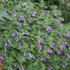 Calamintha grandiflora 'Elfin Purple'