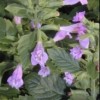 Calamintha grandiflora 'Elfin Purple' (Large-flowered calamint 'Elfin Purple')