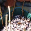 Hydrangea paniculata 'Limelight' (Hydrangea 'Limelight')