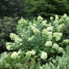 Hydrangea paniculata 'Limelight' (Hydrangea 'Limelight')