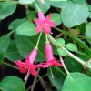 Fuchsia michoacanensis (Fuchsia michoacanensis)