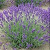 Lavandula angustifolia 'Royal Velvet' (English lavender 'Royal Velvet')