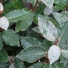 Elaeagnus macrophylla (Broad-leaved oleaster)