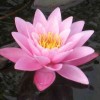 Nymphaea 'Pink Sensation' (Waterlily 'Pink Sensation')