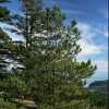 Pinus contorta (Beach pine )