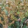 Banksia integrifolia 'Sentinel' (Coast banksia 'Sentinel')