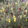 Banksia praemorsa (Cut-leaf banksia)