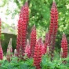 Lupinus 'My Castle' (Band of Nobles Series) (Lupin 'My Castle')