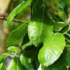Salix aegyptiaca (Musk willow)