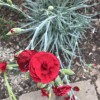 Dianthus 'Alfriston' (Border carnation 'Alfriston')
