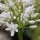 Agapanthus 'Bridal Bouquet'