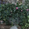 Camellia sasanqua 'Marge Miller' (Camellia 'Marge Miller')