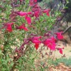 Salvia greggii 'Flame'